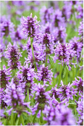 Produktbild von Nepeta nervosa Katzenminze blauviolett im Topf