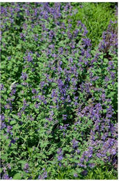 Produktbild von Nepeta racemosa 'Odeur Citron' Katzenminze