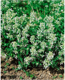 Produktbild von Nepeta racemosa 'Snowflake' Katzenminze weiß