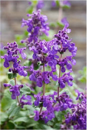 Produktbild von Nepeta racemosa 'Superba' Katzenminze blauviolett