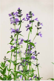 Produktbild von Nepeta sibirica Katzenminze blauviolett