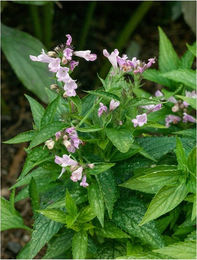 Produktbild von Nepeta subsessilis Katzenminze blauviolett