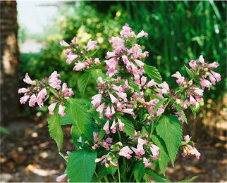 Produktbild von Nepeta subsessilis 'Sweet Dreams' Katzenminze rosa