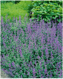 Produktbild von Nepeta x faassenii 'Dropmore' Katzenminze