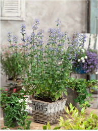 Produktbild von Nepeta x faassenii 'Gletschereis' Katzenminze
