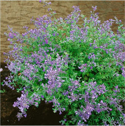 Produktbild von Nepeta x faassenii 'Kit Cat' Katzenminze