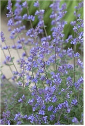 Produktbild von Nepeta x faassenii 'Six Hills Giant' Katzenminze