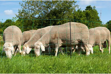 Produktbild von Netz für Doppelspitzenzaun Ako OviNet