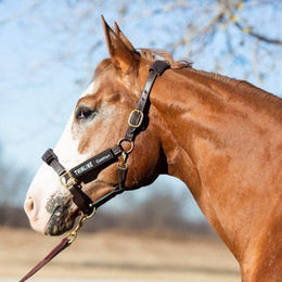 Produktbild von Netzpfosten ThinLine Halster