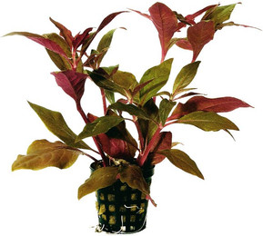 Produktbild von Nixkraut Najas Guadalupensis