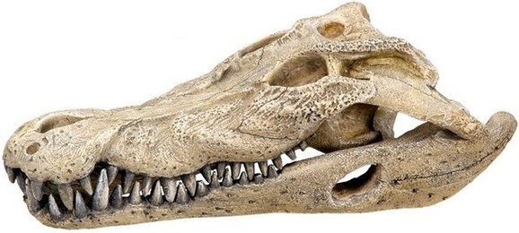 Produktbild von Nobby Aqua Ornaments Krokodil Schädel