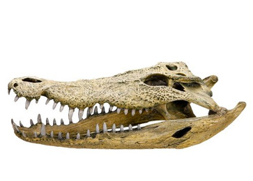 Produktbild von Nobby Aqua Ornaments Krokodil Schädel