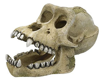 Produktbild von Nobby Aquariendekoration Gorilla Schädel - 1 Stk.