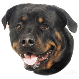 Produktbild von Nobby Aufkleber Rottweiler