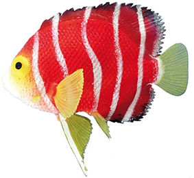 Produktbild von Nobby Fantasy Decor Skalar Aquariumdeko