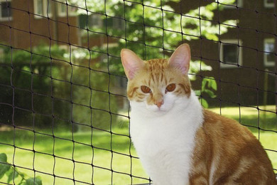 Produktbild von Nobby Katzenschutznetz schwarz Größe M 4 x 3 m