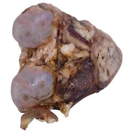 Produktbild von Nobby Nature Rindergelenk Kauartikel