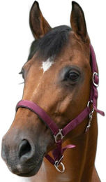 NORTON Halfter Neopren unterlegt Bordeauxrot Shetty – Bild 1 von 2