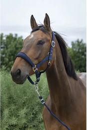 Produktbild von Norton Halfter- und Longiergurt-Set für Pferde