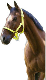 Norton Neon-Halfter gefüttert Orange COB – Bild 1 von 6