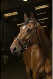 Produktbild von NORTON PRO Komfort Sidepull Warmblut havana