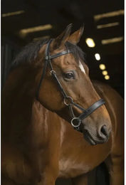 Produktbild von NORTON PRO Komfort Sidepull Warmblut schwarz