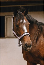 Produktbild von Nylon Halfter für Pferde Equithème Jacquard