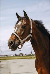 Produktbild von Nylon Halfter für Pferde Equithème Jacquard