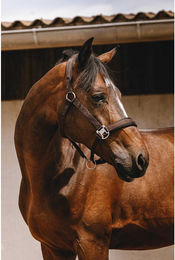 Produktbild von Nylon Halfter für Pferde Equithème Jacquard