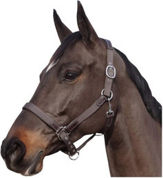 Produktbild von Nylon/Leder-Halfter Flags&Cup