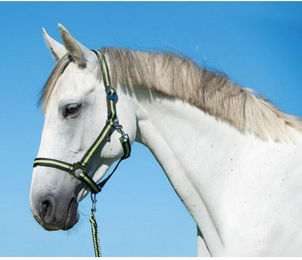 Nylon-Pony-Halfter Kerbl hippo – Bild 1 von 2