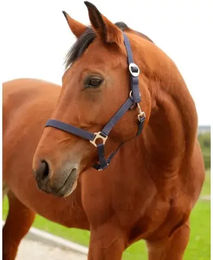 Produktbild von Nylonhalfter Fohlen Kerbl hippo