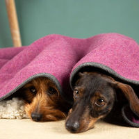 Produktbild von nahtur-design Hundedecke aus 100% Schurwolle Beere Grösse L