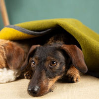 Produktbild von nahtur-design Hundedecke aus 100% Schurwolle Grösse L