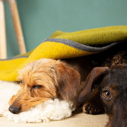 nahtur-design Hundedecke aus 100% Schurwolle Grösse M – Bild 1 von 4