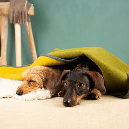 nahtur-design Hundedecke aus 100% Schurwolle Größe S – Bild 1 von 4