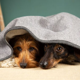 nahtur-design Hundedecke aus 100% Schurwolle in Grau Größe M – Bild 1 von 4