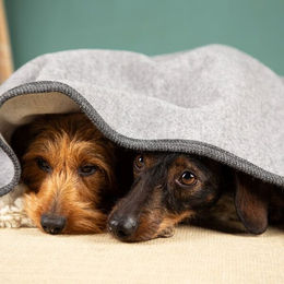 nahtur-design Hundedecke aus 100% Schurwolle in Grau Größe S – Bild 1 von 4