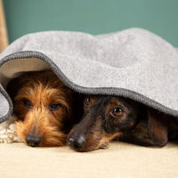 Produktbild von nahtur-design Hundedecke aus 100% Schurwolle in Grau Größe S