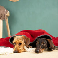 Produktbild von nahtur-design Hundedecke aus 100% Schurwolle in Rot Grösse M
