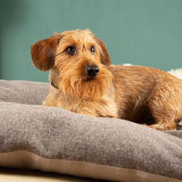nahtur-design Hundekissen und Katzenkissen XL mit Bio-Dinkelfüllung und Wechselbezug in Braun – Bild 1 von 3