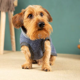 nahtur-design Hundemantel aus Wolle wasserabweisend in Grau oder Blau – Bild 1 von 2