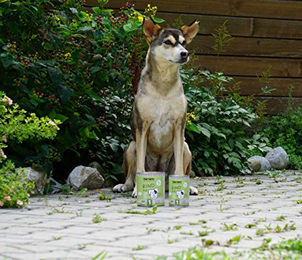 napani Bio Hundefutter Rind Stückchen in Sauce 150 g – Bild 1 von 5