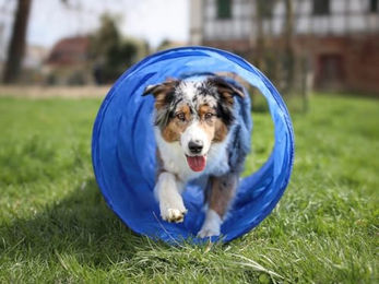 NATIV Agility-Tunnel für Hundetraining aus Kunststoff in Blau XL – Bild 1 von 2