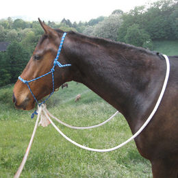 Produktbild von Natural Hackamore Seilhalfter aus Naturmaterial