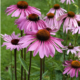 Natusat Echinacea purpurea Presssaft zur Immunstärkung und Unterstützung der Atemwege 1000 ml – Bild 1 von 2