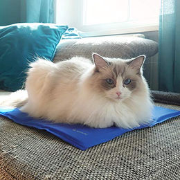 Navaris Kühlmatte für Hunde und Katzen, wasserabweisende Hundematte aus Nylon, Blau, Größe L für kleine bis mittelgroße Tiere - 1 Stk. – Bild 1 von 8