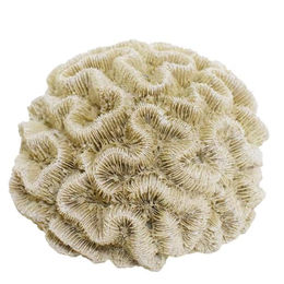 Nobby Aquariendekoration Koralle II Figur und Höhle Beige für Süßwasser und Meerwasser – Bild 1 von 2