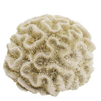 Produktbild von Nobby Aquariendekoration Koralle II Figur und Höhle Beige für Süßwasser und Meerwasser