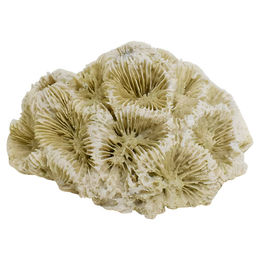 Nobby Aquariendekoration Koralle III Figur und Höhle Beige für Fische 6,8x6,3x4cm – Bild 1 von 2